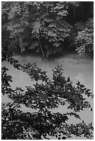 Vegetation and Green River. Mammoth Cave National Park ( black and white)