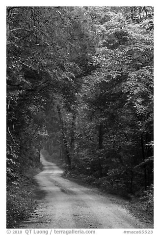 Unpaved Dennison Ferry Road. Mammoth Cave National Park (black and white)
