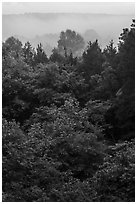 Doyel Valley in fog. Mammoth Cave National Park ( black and white)