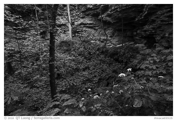 Wildflowers and sinkhole near Turnhole Bend. Mammoth Cave National Park (black and white)
