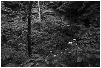 Wildflowers and sinkhole near Turnhole Bend. Mammoth Cave National Park ( black and white)