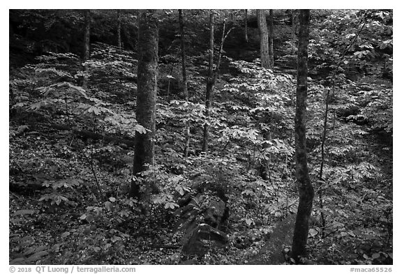 Dense vegetation in sinkhole near Turnhole Bend. Mammoth Cave National Park (black and white)