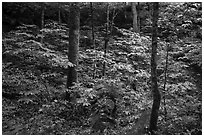 Dense vegetation in sinkhole near Turnhole Bend. Mammoth Cave National Park ( black and white)