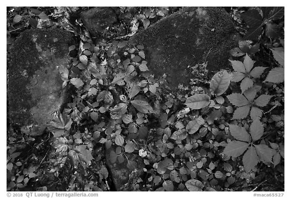 Close-up of limestone rocks and forest vegetation. Mammoth Cave National Park (black and white)