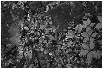 Close-up of limestone rocks and forest vegetation. Mammoth Cave National Park ( black and white)