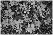 Close-up of moss-covered  rocks and undergrowth. Mammoth Cave National Park ( black and white)