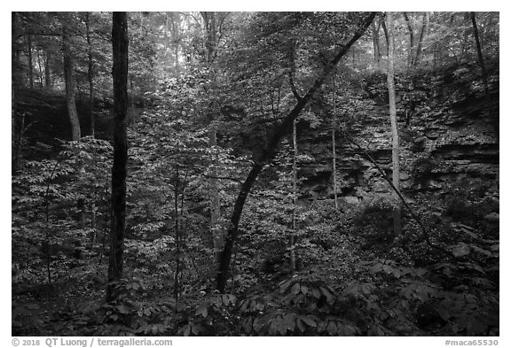 Even-bedded limestone of the Mississippian Girkin Formation around sinkhole. Mammoth Cave National Park (black and white)