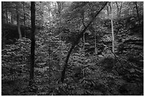 Even-bedded limestone of the Mississippian Girkin Formation around sinkhole. Mammoth Cave National Park ( black and white)