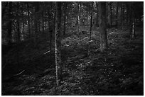 Fireflies in forest. Mammoth Cave National Park ( black and white)