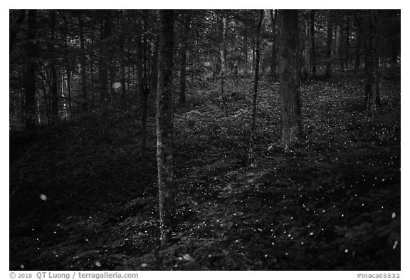 Synchronous fireflies in forest. Mammoth Cave National Park (black and white)