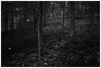 Synchronous fireflies in forest. Mammoth Cave National Park ( black and white)