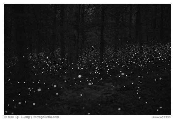 Fireflies light the night in forest. Mammoth Cave National Park (black and white)