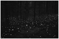 Fireflies light the night in forest. Mammoth Cave National Park ( black and white)