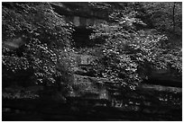 Limestone ledges with summer wildflowers. Mammoth Cave National Park ( black and white)