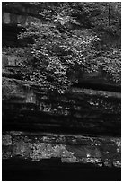 Limestone ledges and summer blooms. Mammoth Cave National Park ( black and white)