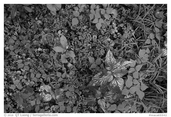 Close-up of forest undergrowth. Mammoth Cave National Park (black and white)