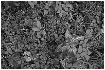 Close-up of forest undergrowth. Mammoth Cave National Park ( black and white)
