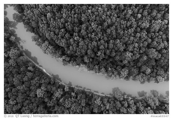 Aerial view of Green River and forest looking down. Mammoth Cave National Park (black and white)