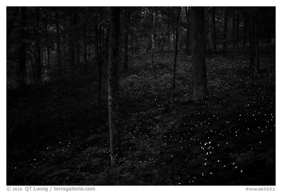Lights of Synchronous fireflies in forest. Mammoth Cave National Park (black and white)