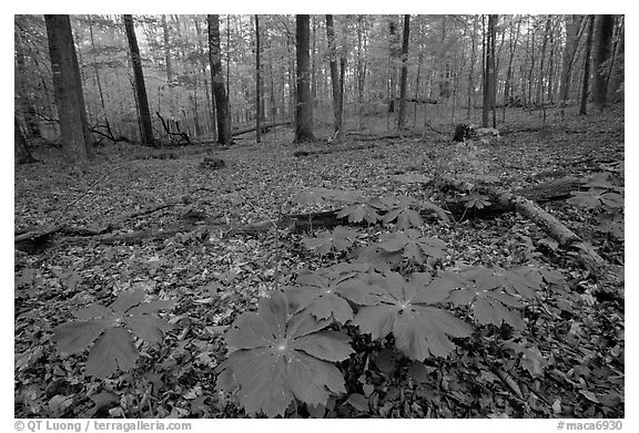 May apple plants with giant leaves on forest floor. Mammoth Cave National Park (black and white)