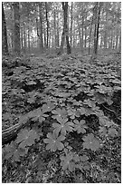 May apple Plants with giant leaves on forest floor. Mammoth Cave National Park ( black and white)