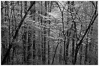 Blooming Dogwood trees in forest. Mammoth Cave National Park ( black and white)