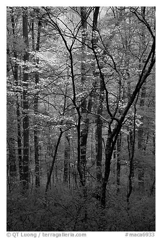 Blooming Dogwood trees in forest. Mammoth Cave National Park (black and white)