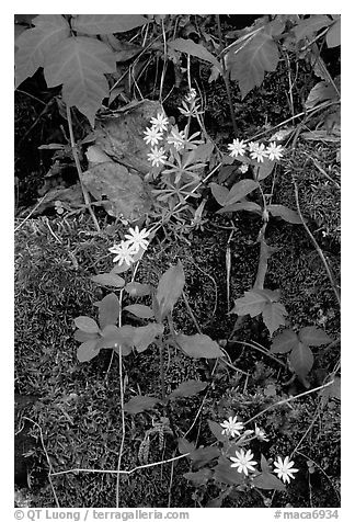Flowers and Moss. Mammoth Cave National Park (black and white)