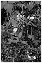 Flowers and Moss. Mammoth Cave National Park ( black and white)