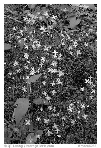 Houstonia caerulea flowers. Mammoth Cave National Park (black and white)