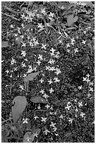 Houstonia caerulea flowers. Mammoth Cave National Park ( black and white)