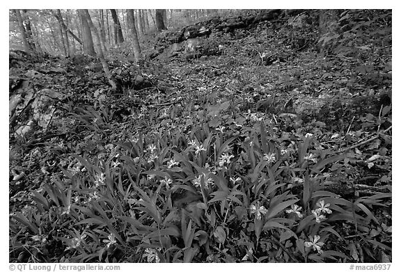 Crested dwarf irises. Mammoth Cave National Park, Kentucky, USA.