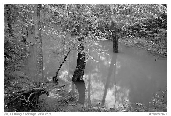 Flooded trees in Echo River Spring. Mammoth Cave National Park (black and white)