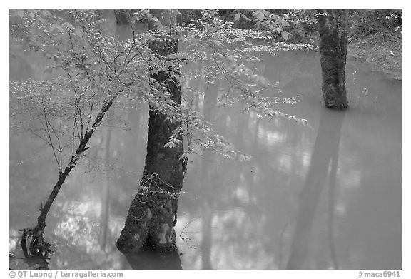 Flooded trees in Echo River Spring. Mammoth Cave National Park, Kentucky, USA.