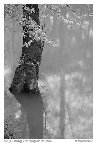 Flooded trees and reflections in Echo River Spring. Mammoth Cave National Park (black and white)