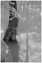 Flooded trees and reflections in Echo River Spring. Mammoth Cave National Park ( black and white)