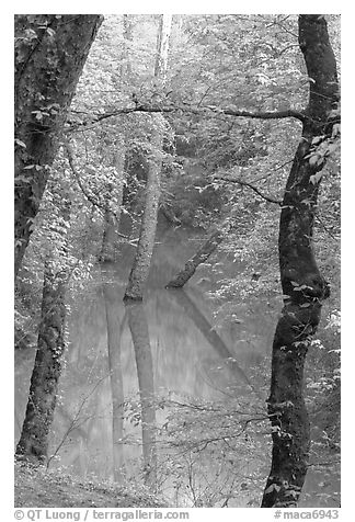 Trees reflected in green water of Echo River Spring. Mammoth Cave National Park, Kentucky, USA.