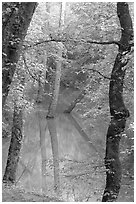 Trees reflected in green water of Echo River Spring. Mammoth Cave National Park, Kentucky, USA. (black and white)