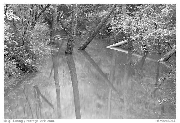 Trees and reflections in Echo River Spring. Mammoth Cave National Park, Kentucky, USA.