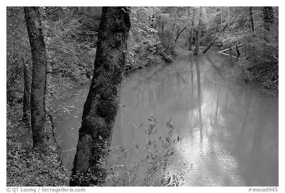 Echo River Spring. Mammoth Cave National Park, Kentucky, USA.