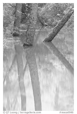 Trees and reflections in green waters of Echo River Spring. Mammoth Cave National Park, Kentucky, USA.