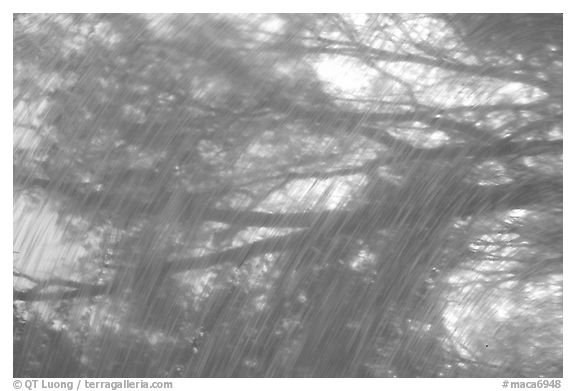 Reflections in Echo River Spring. Mammoth Cave National Park (black and white)