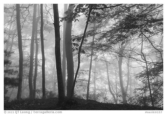 Hemlock trees in fog, Grandview. New River Gorge National Park and Preserve, West Virginia, USA.