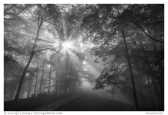 Path with sunrays through fog. New River Gorge National Park and Preserve, West Virginia, USA.
