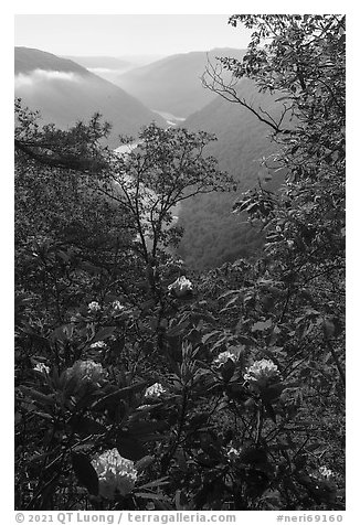 Rhododendron thicket and New River, Grandview. New River Gorge National Park and Preserve, West Virginia, USA.