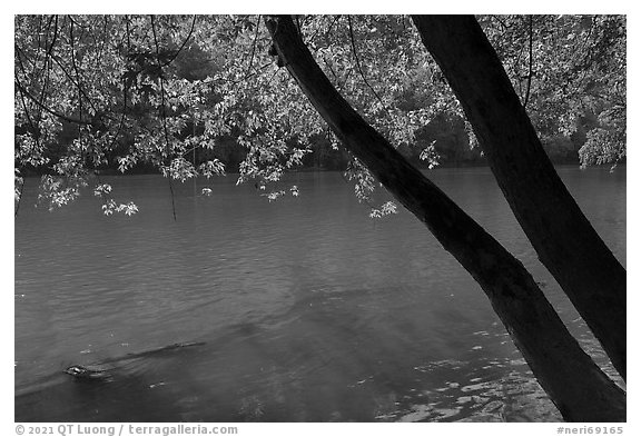 Trees bordering New River at Meadow Creek. New River Gorge National Park and Preserve (black and white)