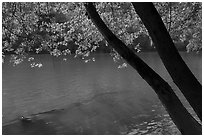 Trees bordering New River at Meadow Creek. New River Gorge National Park and Preserve ( black and white)