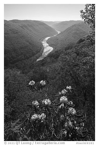 Rhododendron in bloom framing river gorge from Grandview. New River Gorge National Park and Preserve, West Virginia, USA.