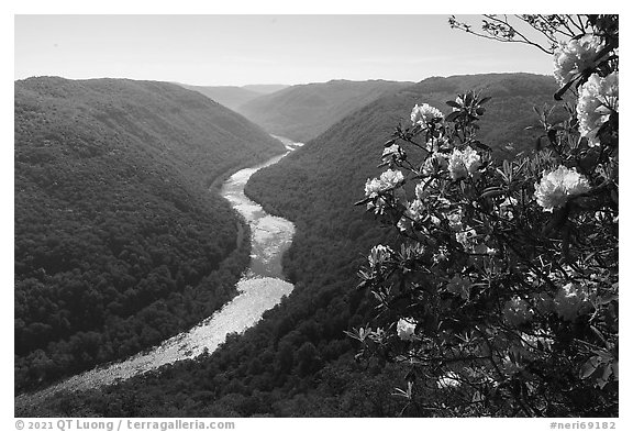 Rhododendron and river gorge from Grandview north overlook. New River Gorge National Park and Preserve, West Virginia, USA.