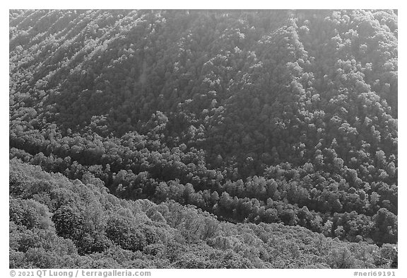 Forested gorge from Beauty Mountain. New River Gorge National Park and Preserve (black and white)